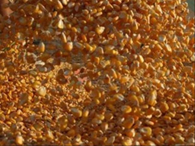 Agri-Uur: Jongste Safex-nuus | News Article