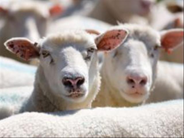 Veemark verbeter steeds met goeie pryse | News Article