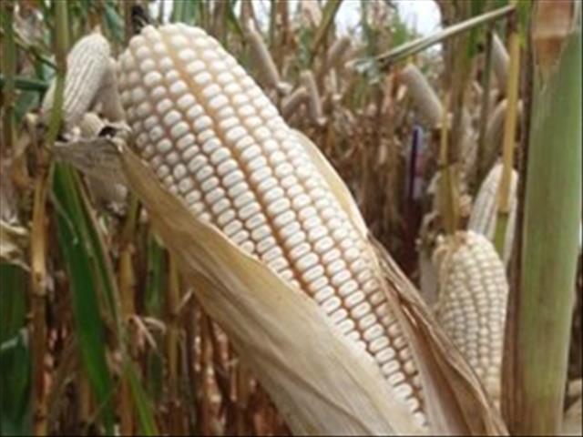 Agri-Uur: Jongste Safex-nuus | News Article