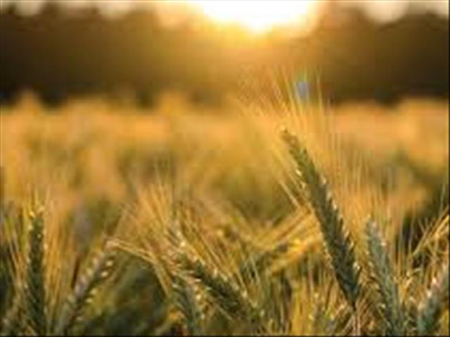 Agri-Uur: Jongste Safex-nuus | News Article