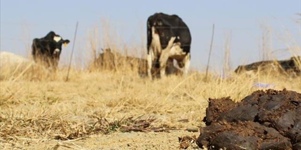 #VredeDairy: SCA dismisses appeal #VredeDairy: SCA dismisses appeal | News Article