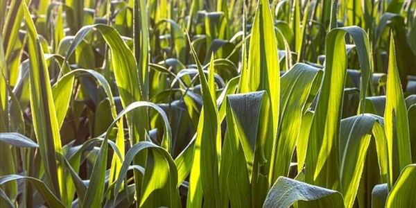 Global grain prices can be under pressure this year? Global grain prices can be under pressure this year? | News Article