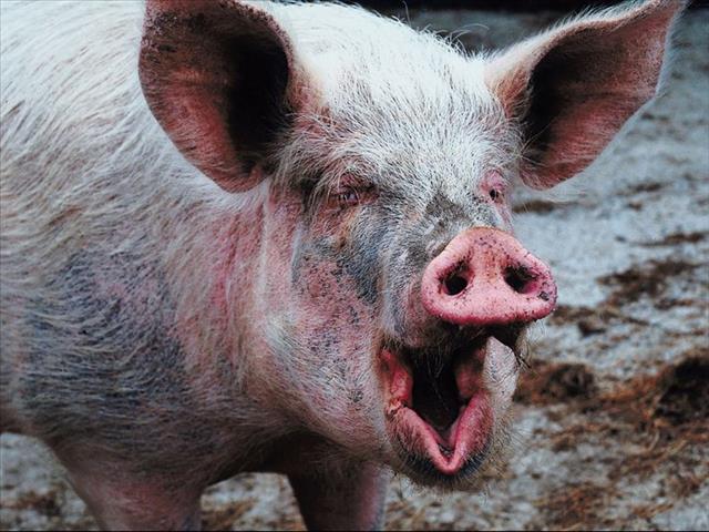 China warns new swine flu has pandemic potential | News Article