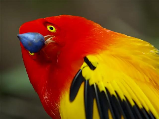 The Bowerbird Enriko was going on about!  | News Article