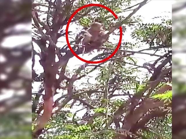 Yes, monkeys in India did steal #Covid19 blood samples from lab | News Article