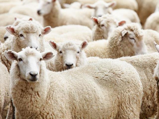 Landbounuus-podcast: Geen  nasionale wolveiling vandeesweek nie | News Article