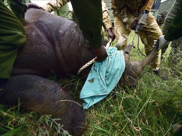 Rhinos dehorned in NW to prevent #SAlockdown poaching surge | News Article