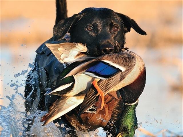Landbounuus-podcast: 'Tree op teen onwettige jag met honde'  | News Article