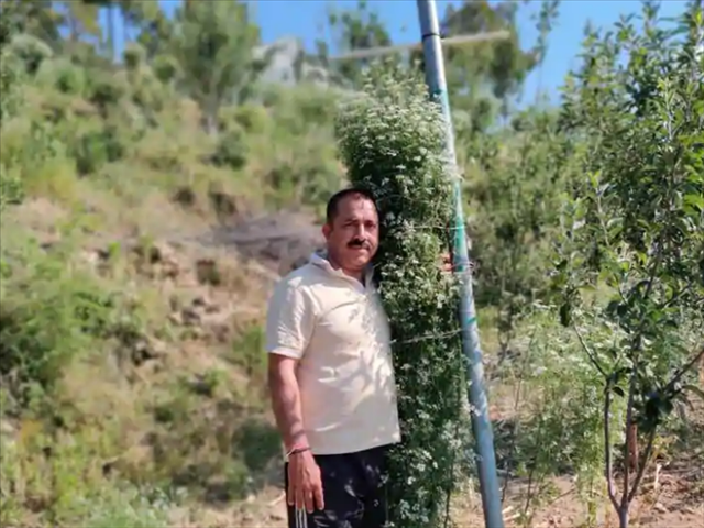 Farmer grows record-breaking 2.16m coriander plant | News Article