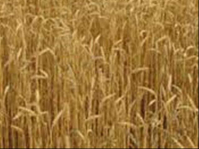 Agri-Uur: Jongste Safex-nuus | News Article