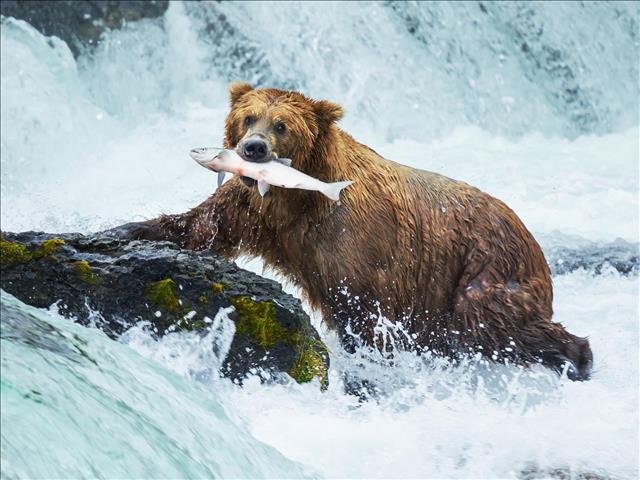 Grizzly Bears VS Salmon  | News Article