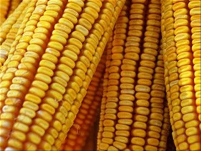 SA expected to be key maize supplier to African market  | News Article