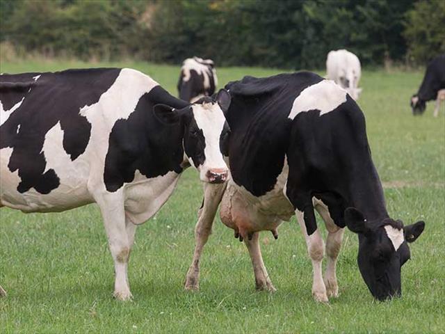 Firefighters fish stranded cow out of river in England | News Article