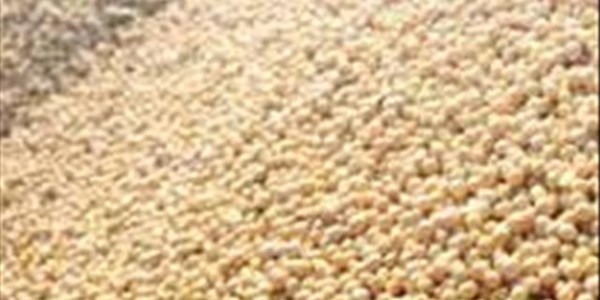 Agri-Uur: Jongste Safex-nuus Agri-Uur: Jongste Safex-nuus | News Article