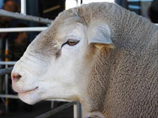 Goeie nuus oor veilingspryse vir lewende hawe | News Article