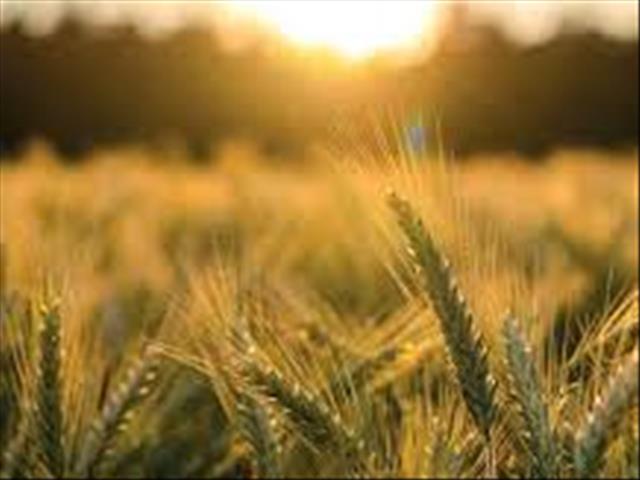 Agri-Uur: Jongste Safex-nuus | News Article