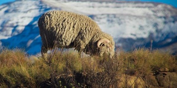 Avoid livestock stress during extreme cold conditions, warns specialist | News Article