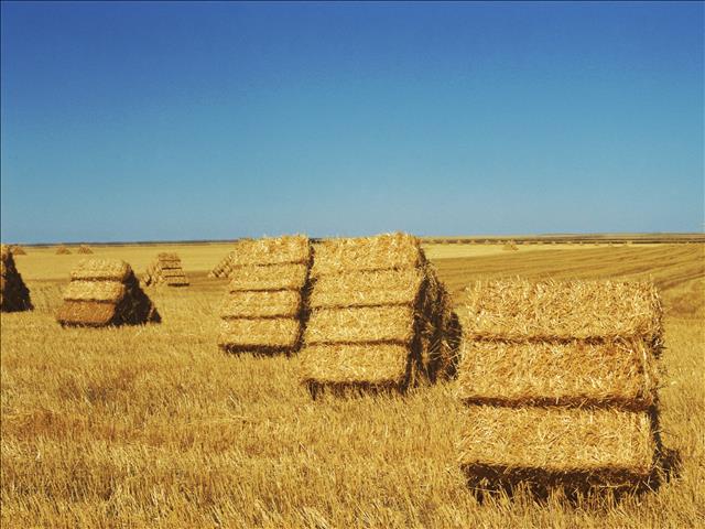 Landbounuus-podcast: Huidige graanpryse bereik ongekende hoogtes | News Article