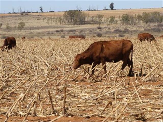 Diere behaal steeds baie goeie pryse op veilings | News Article