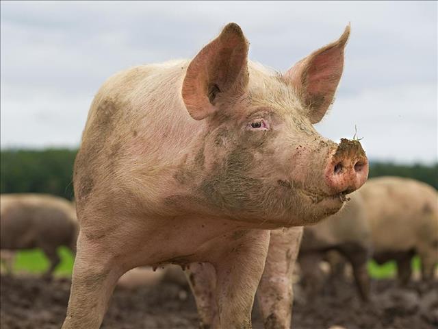 Expert on swine flu: No need for concern right now | News Article