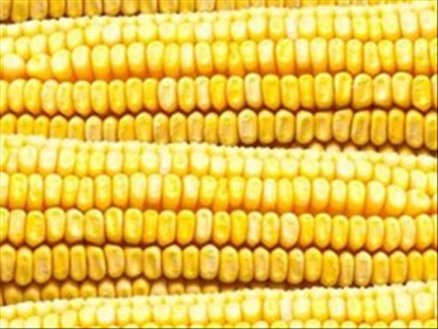 Agri-Uur: Jongste Safex-nuus | News Article
