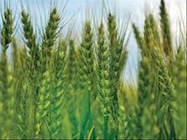 Improved weather conditions beneficial for SA's winter wheat | News Article