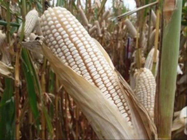 Agri-Uur: Jongste Safex-nuus | News Article