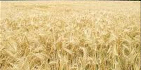 Agri-Uur: Jongste Safex-nuus Agri-Uur: Jongste Safex-nuus | News Article
