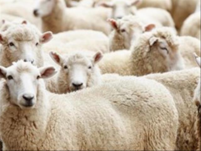 Veilingspryse vir lewende hawe steeds op goeie vlakke | News Article