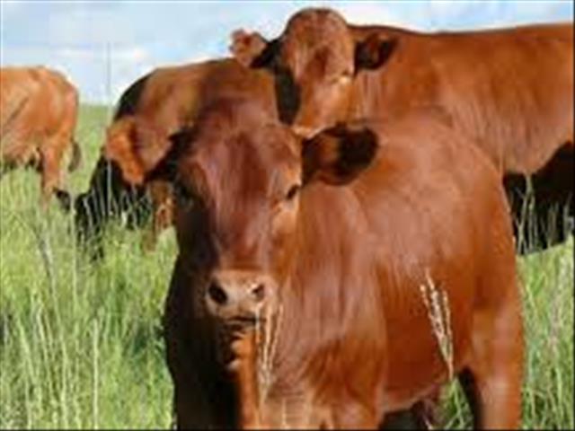 Landbounuus-podcast: Meer as 1 400 NK-boere het #Covid19-hulp ontvang | News Article