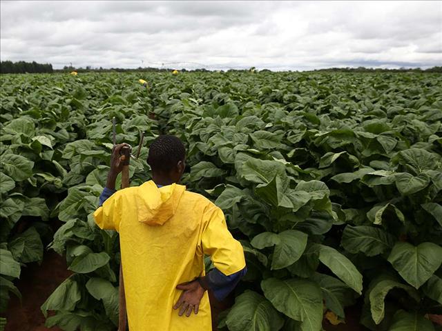 #TobaccoBan: Farmers face uncertain future | News Article