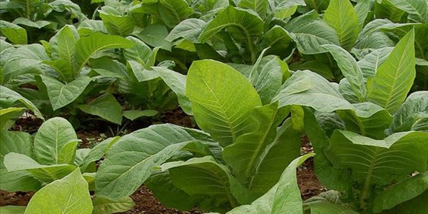 Illicit tobacco trade booming Illicit tobacco trade booming | News Article