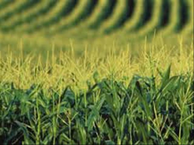  Another good wet agricultural season predicted for SA | News Article