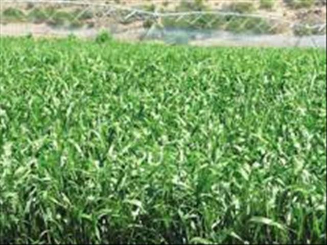 Agri-Uur: Jongste Safex-nuus | News Article