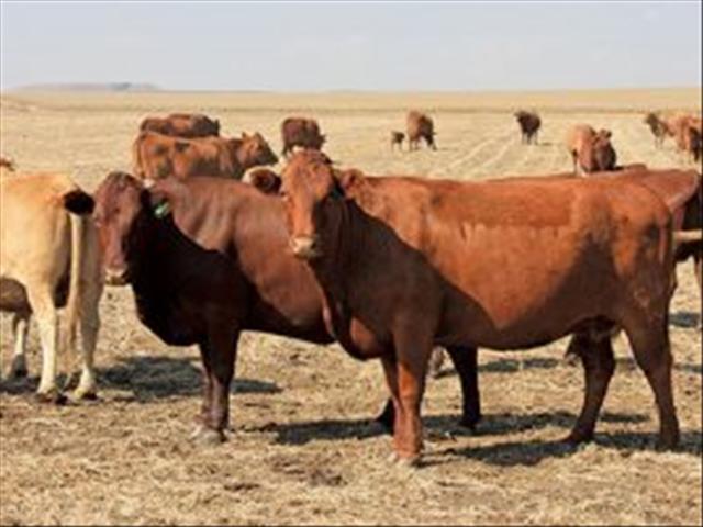 Beeste behaal goeie prys op veilings | News Article