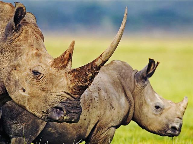 Rhino poaching declines | News Article