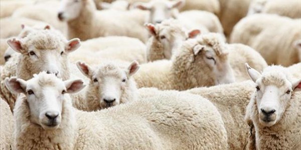 ANC councillor arrested for suspected stolen livestock ANC councillor arrested for suspected stolen livestock | News Article