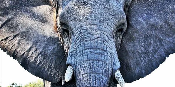 Elephant herd invades village in Musina | News Article