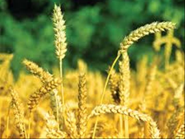 Agri-Uur: Jongste Safex-nuus | News Article