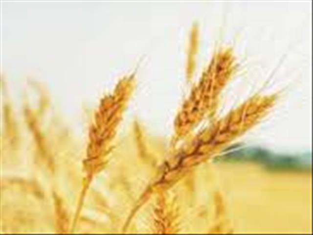  Wes-Kaapse koringaanplantings voltooid, vorder goed in binneland | News Article