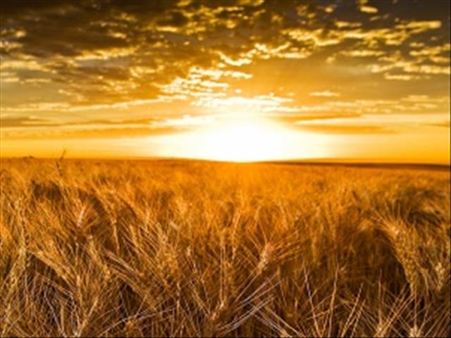 Agri-Uur: Jongste Safex-nuus | News Article