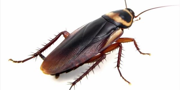 Weird Wide Web - Cockroach milk | News Article