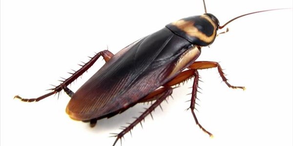 Weird Wide Web - Cockroach milk Weird Wide Web - Cockroach milk | News Article
