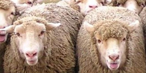 Veilingspryse vir lewende hawe steeds op goeie vlakke Veilingspryse vir lewende hawe steeds op goeie vlakke | News Article