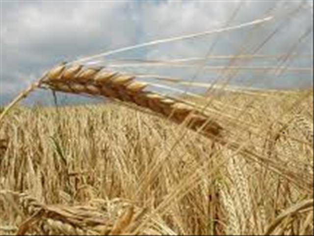 Agri-Uur: Jongste Safex-nuus | News Article