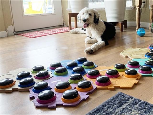 Weird Wide Web - A new way to communicate with your dog | News Article
