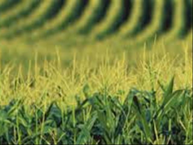 Agri-Uur: Jongste Safex-nuus | News Article