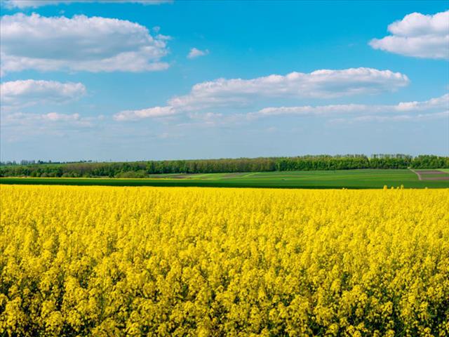  Climate, #Covid19 pose risks for agriculture in some African regions | News Article