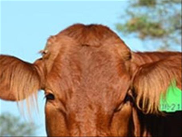  APAC: #Covid19-protokol vir veeveilings in Staatskoerant gepubliseer | News Article