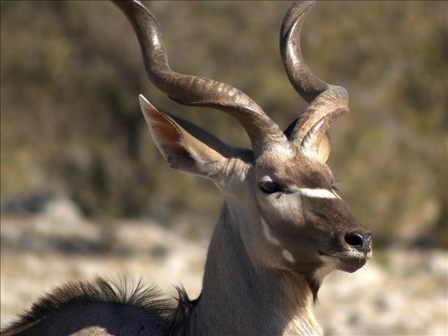 NC men bust for alleged illegal hunting | News Article